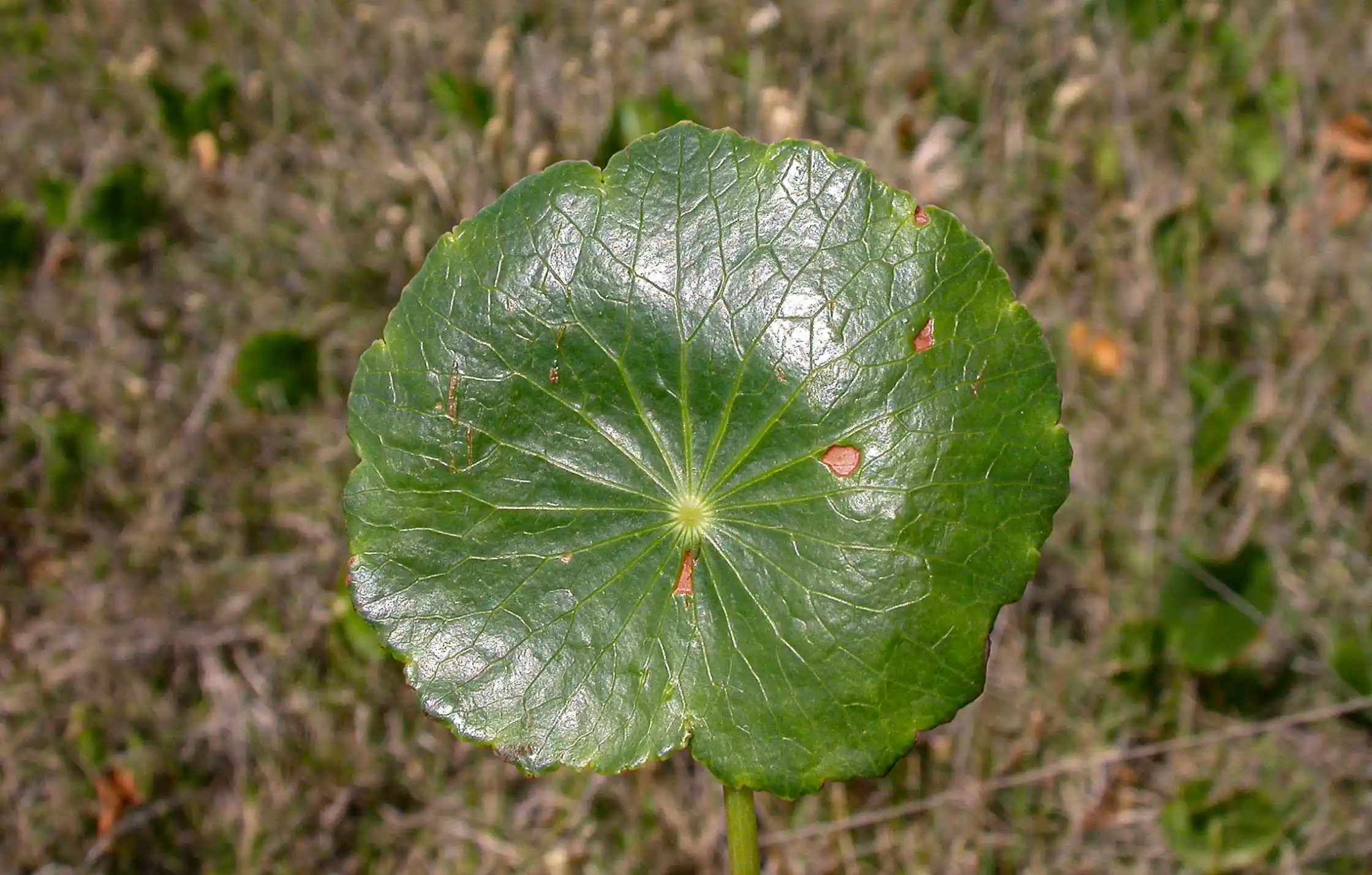Hydrocotyle bonariensis Lam.