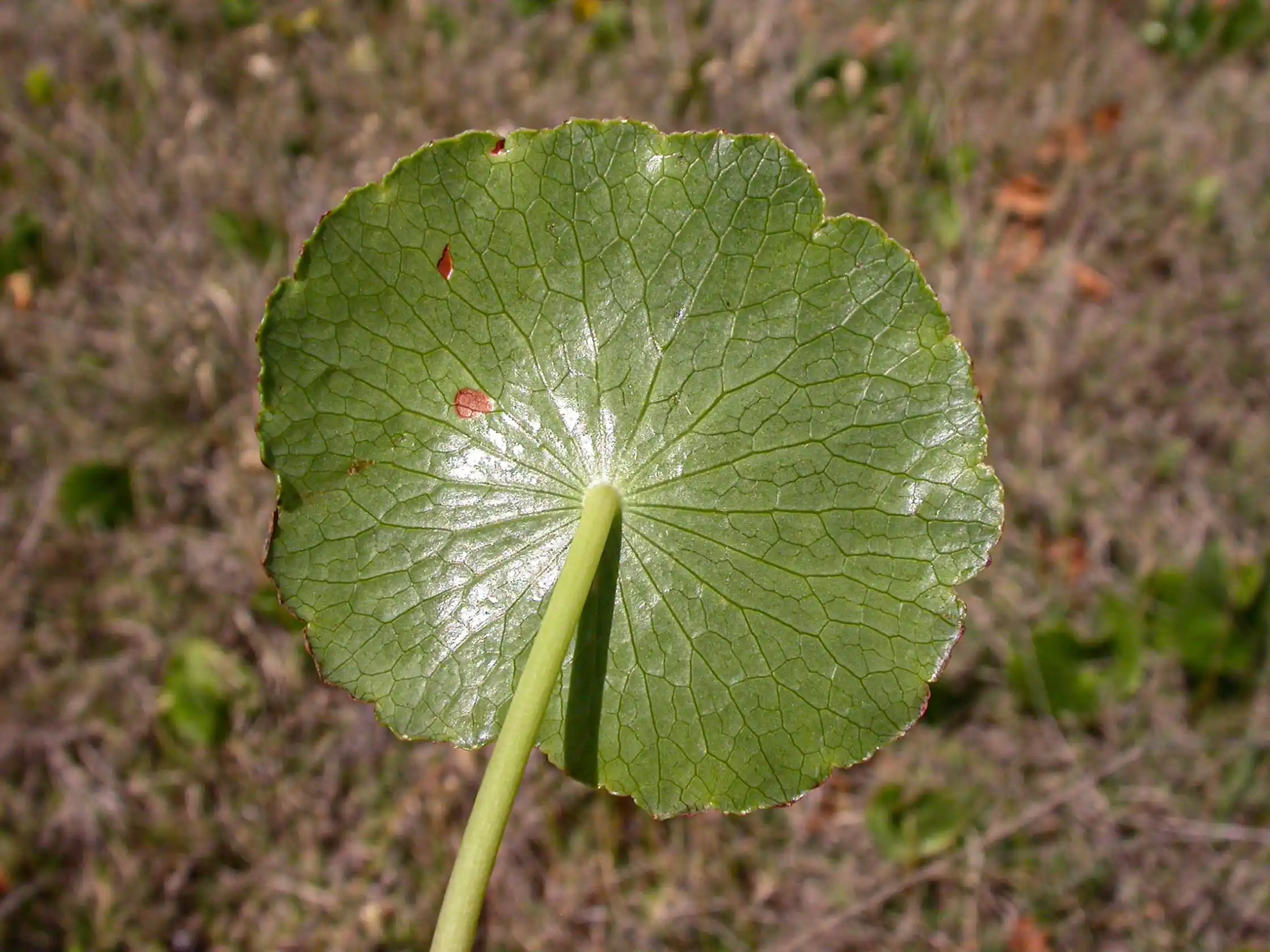 Hydrocotyle bonariensis Lam.