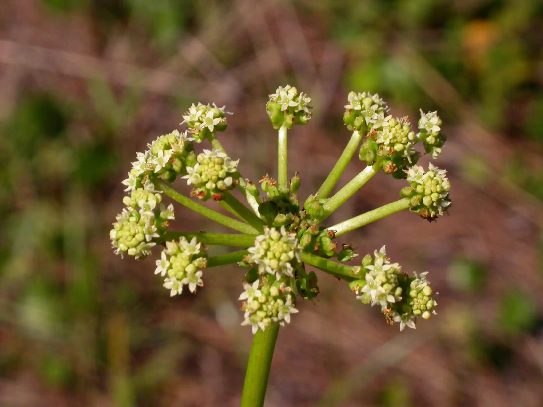 Hydrocotyle bonariensis Lam.