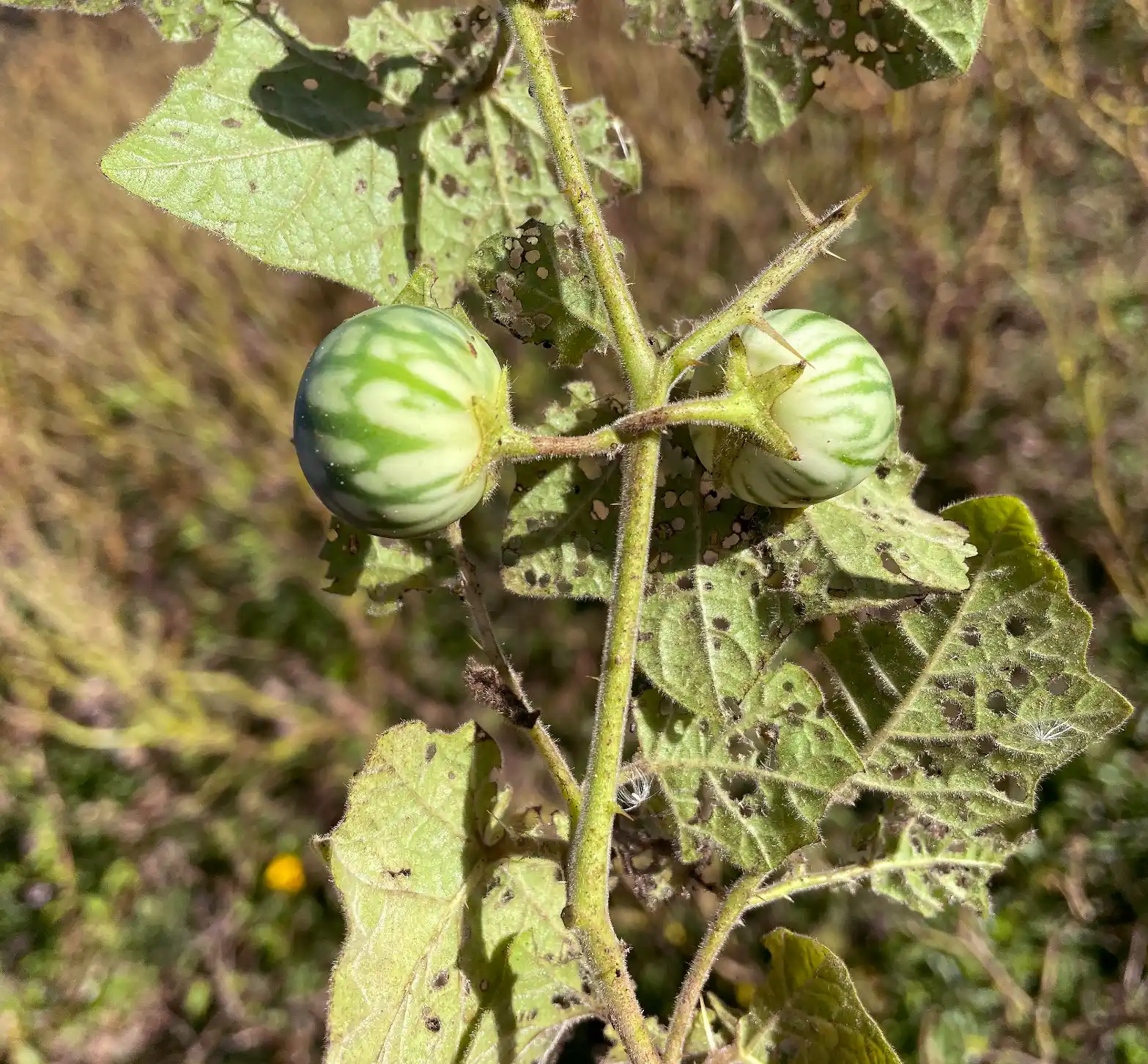 Solanum viarum Dunal