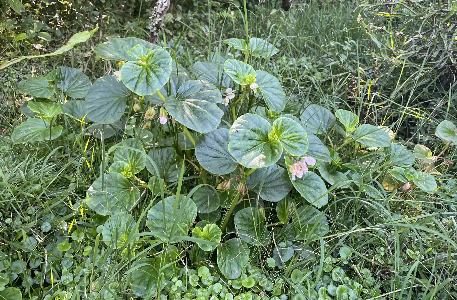 Begonia cucullata Willd.