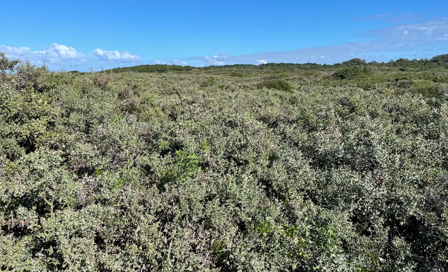 Colletia paradoxa (Spreng.) Escal.