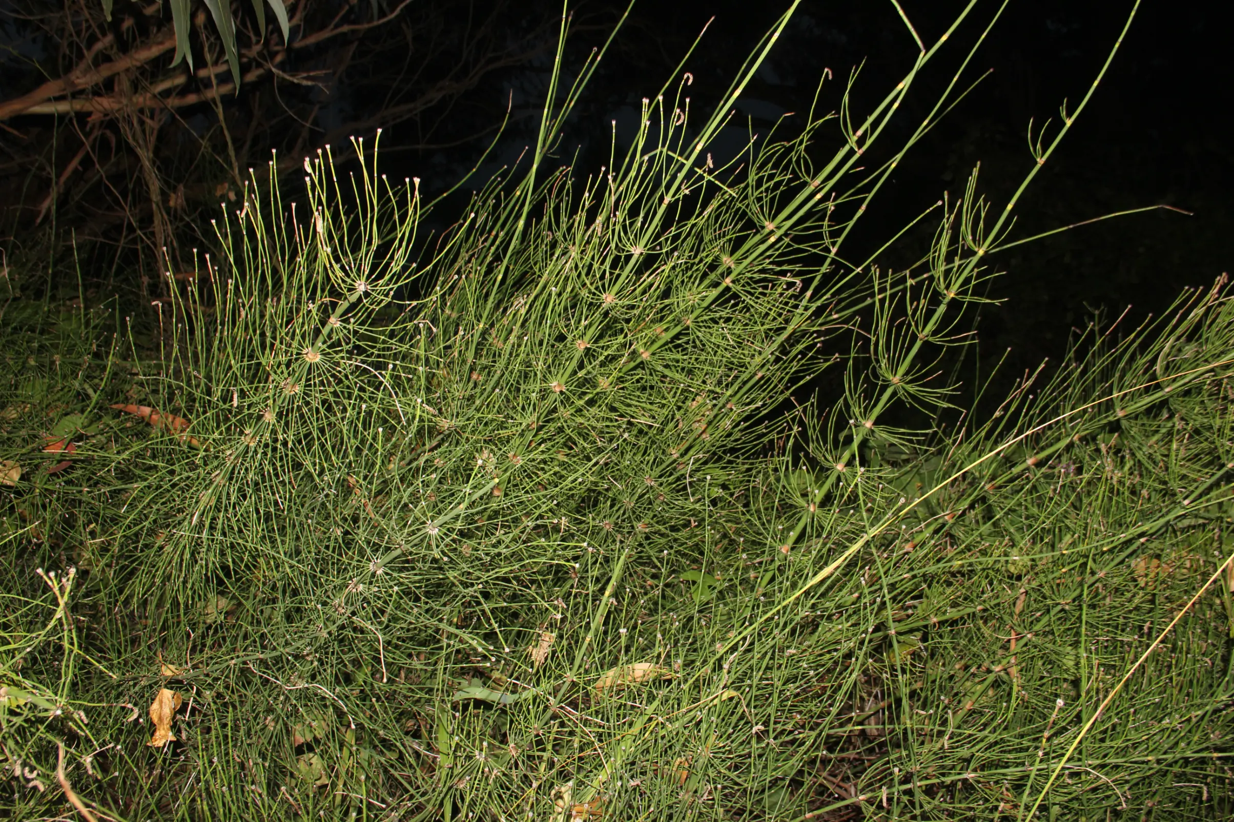 Equisetum giganteum L.