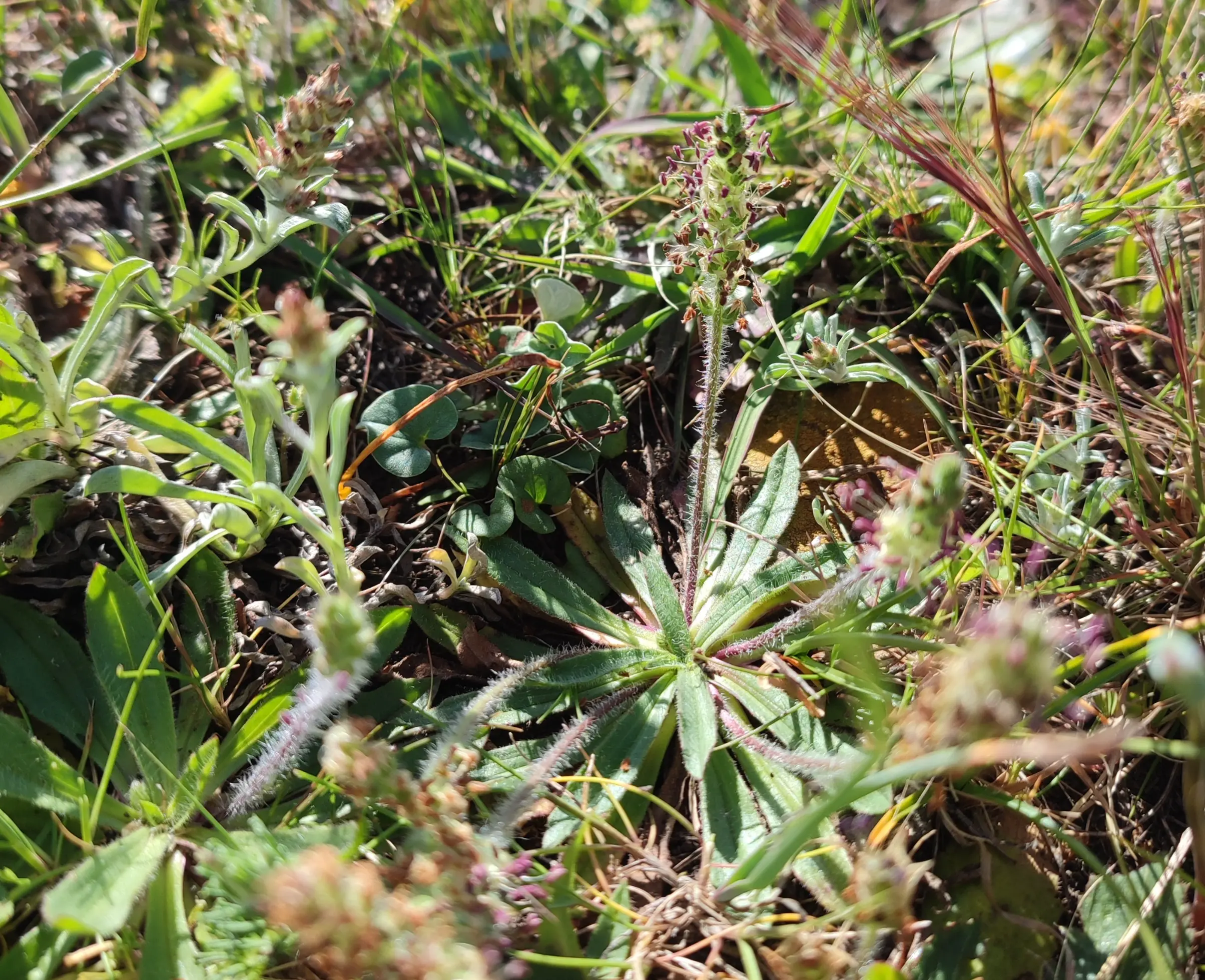 Plantago myosuros Lam.