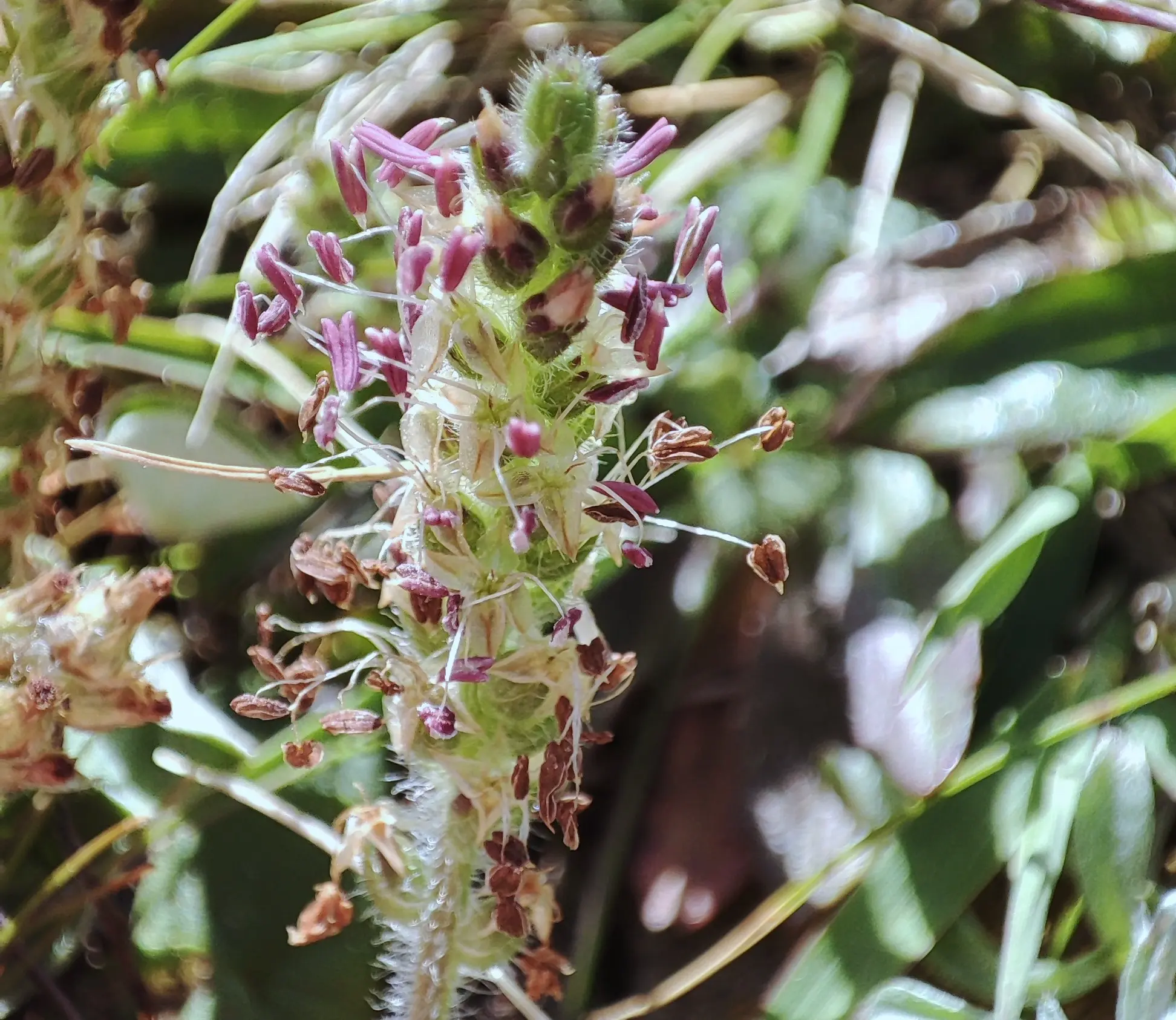 Plantago myosuros Lam.