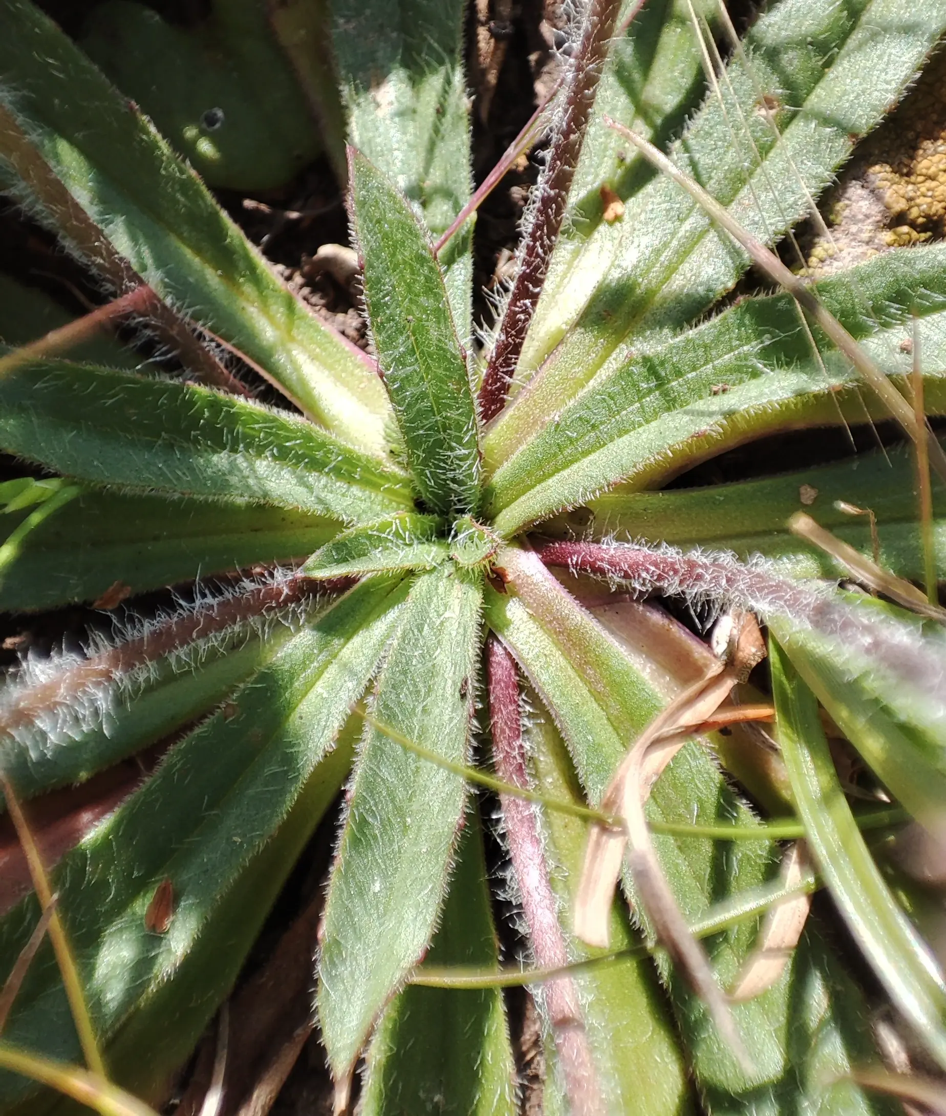 Plantago myosuros Lam.