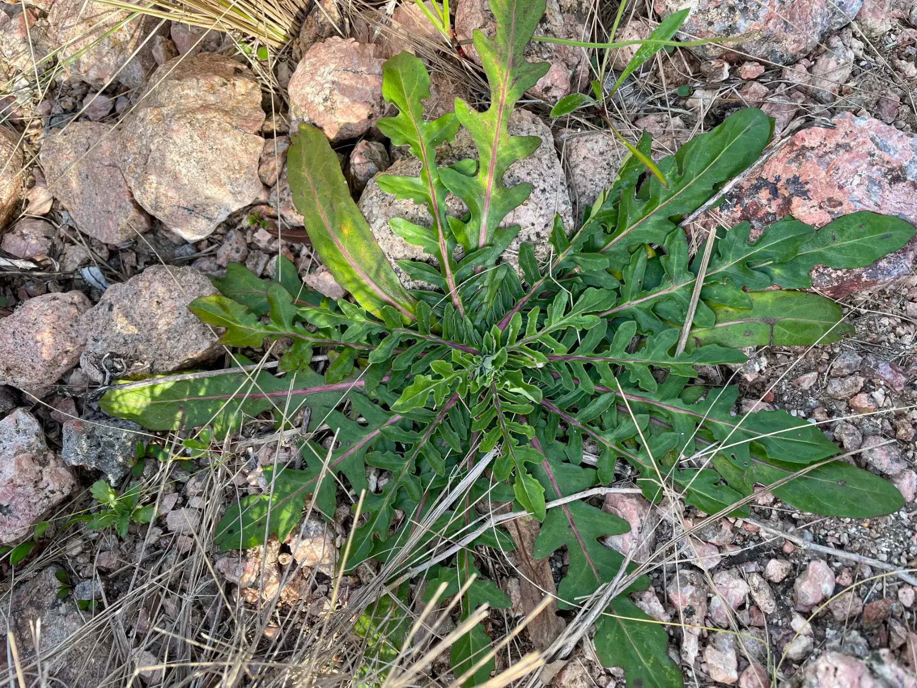 Trichocline humilis Less.