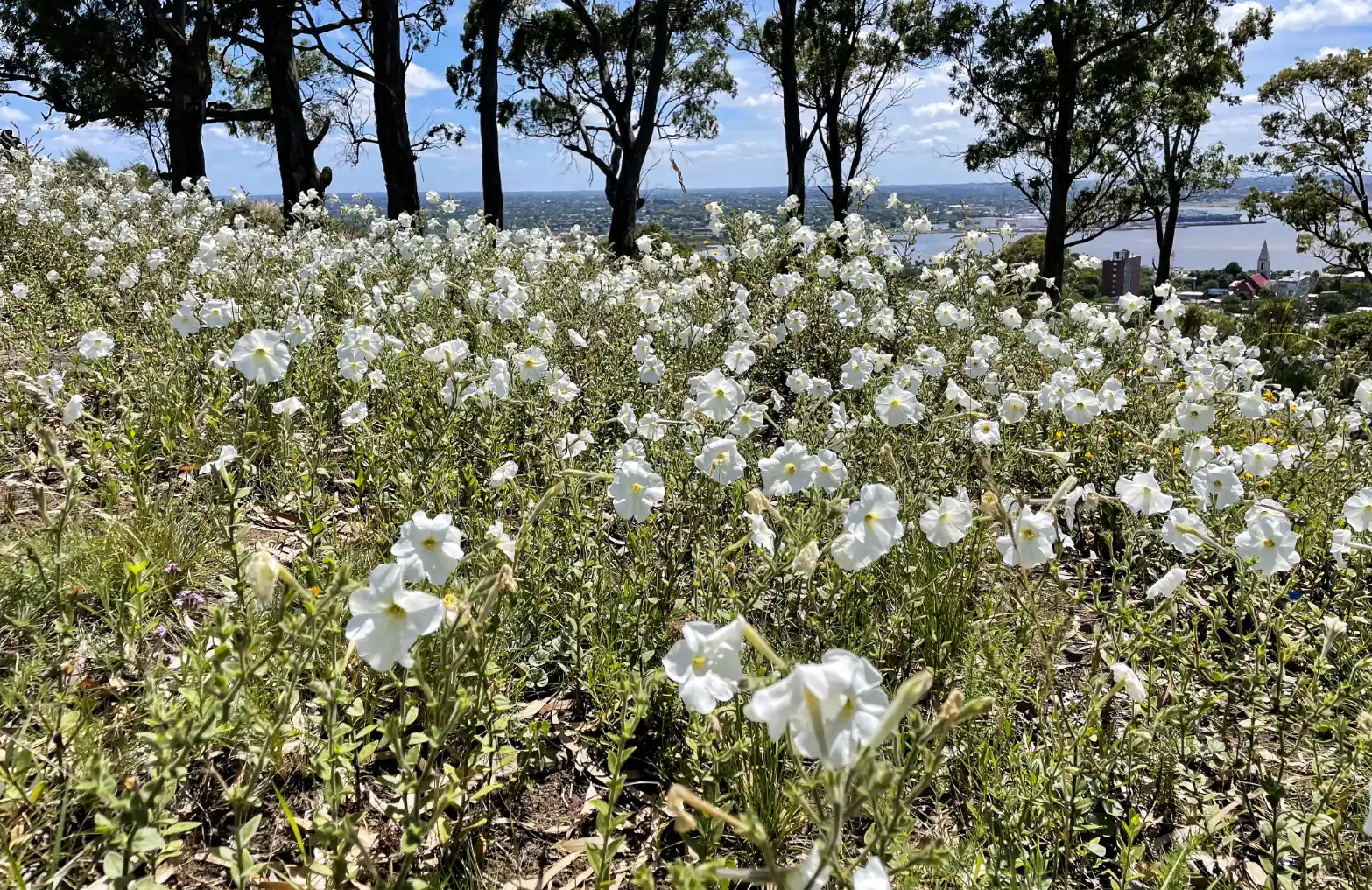 Petunia axillaris subsp. axillaris