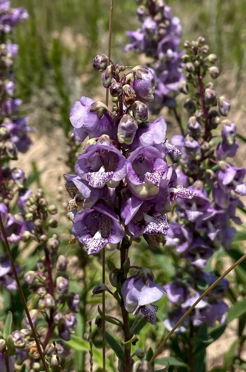 Angelonia integerrima Spreng.