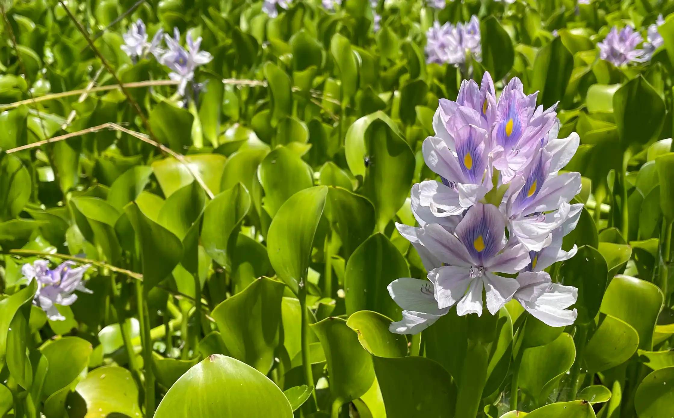 Pontederia crassipes Mart.