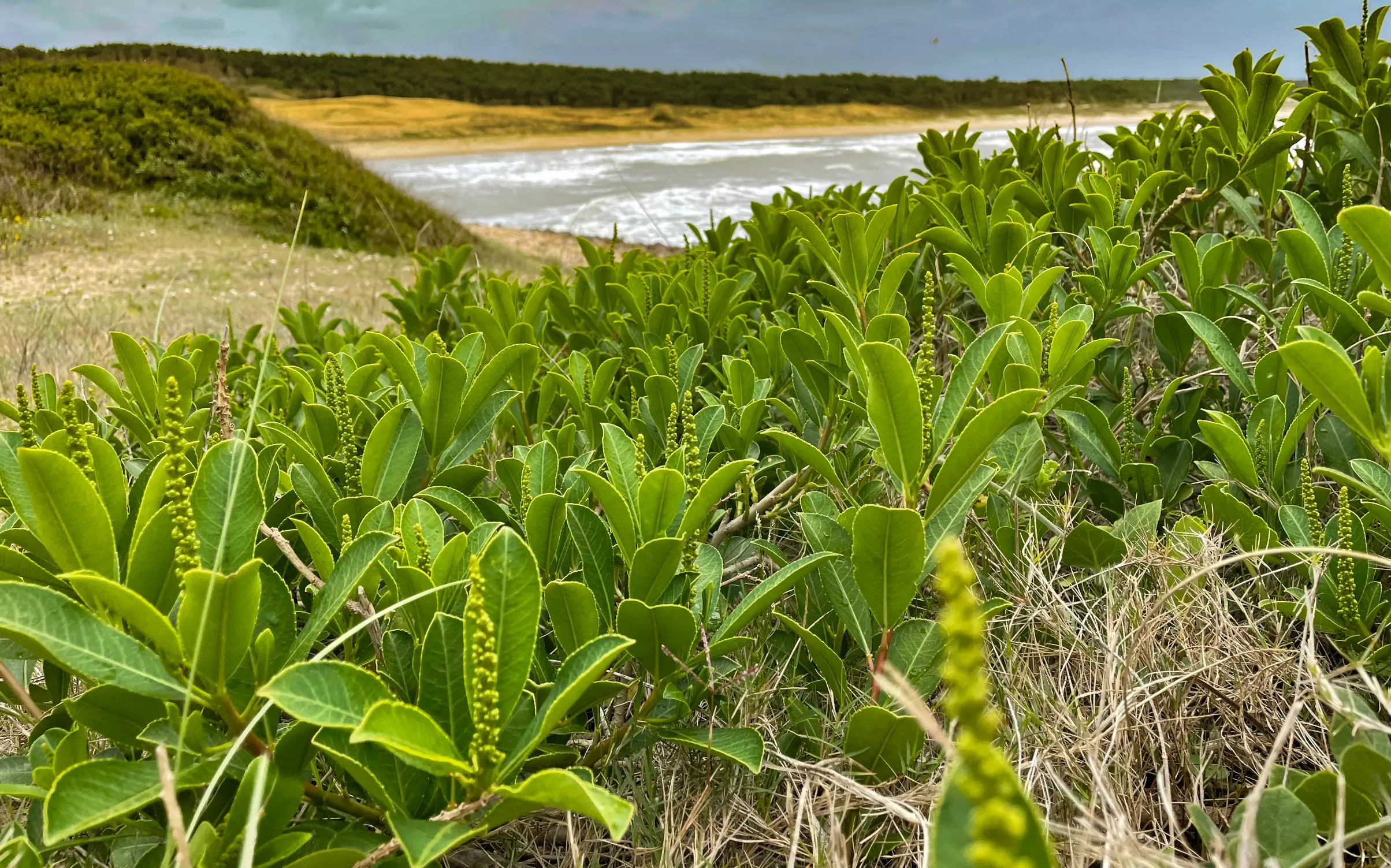 Sapium glandulosum (L.) Morong