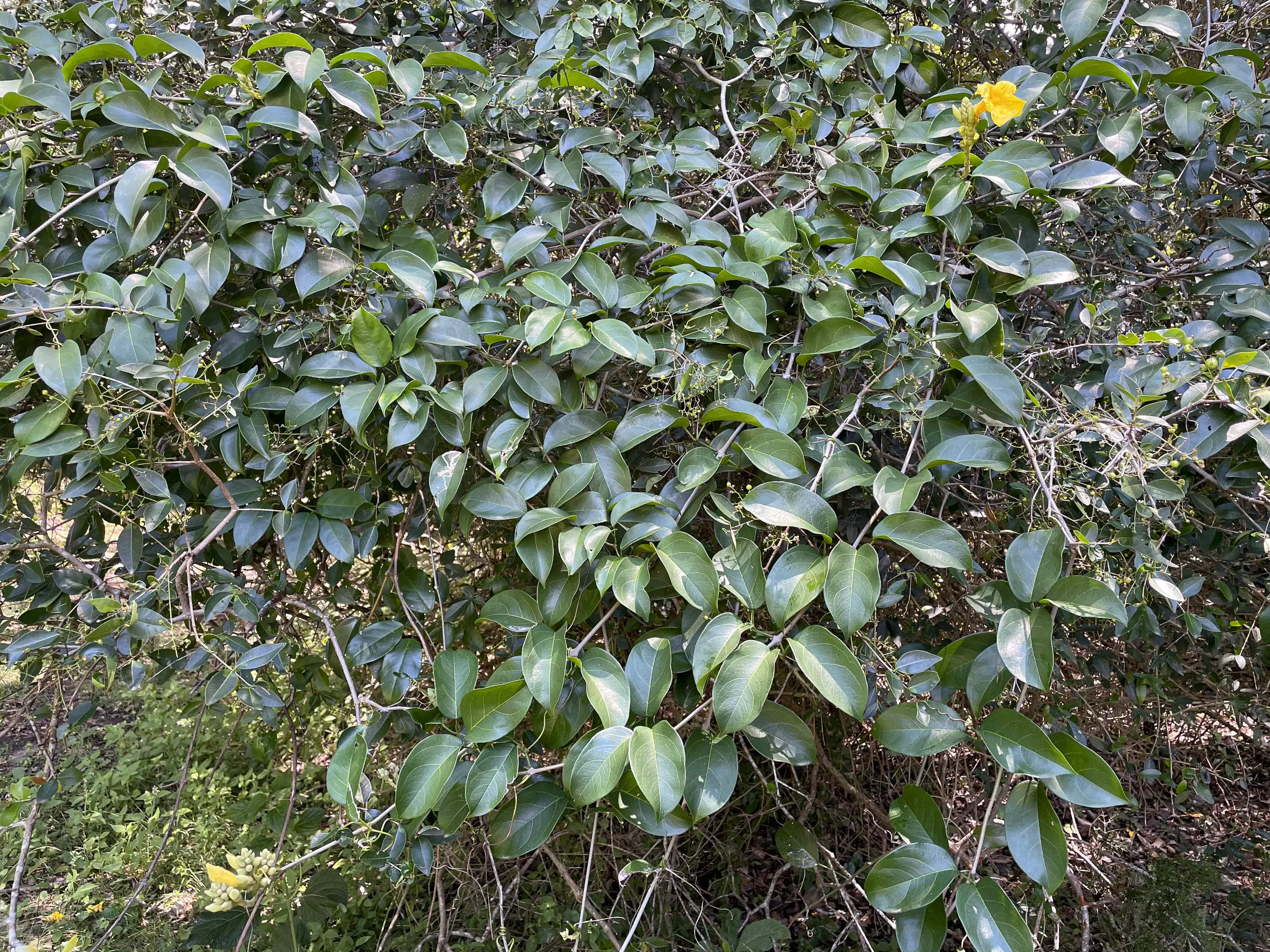 Adenocalymma marginatum (Cham.) DC.