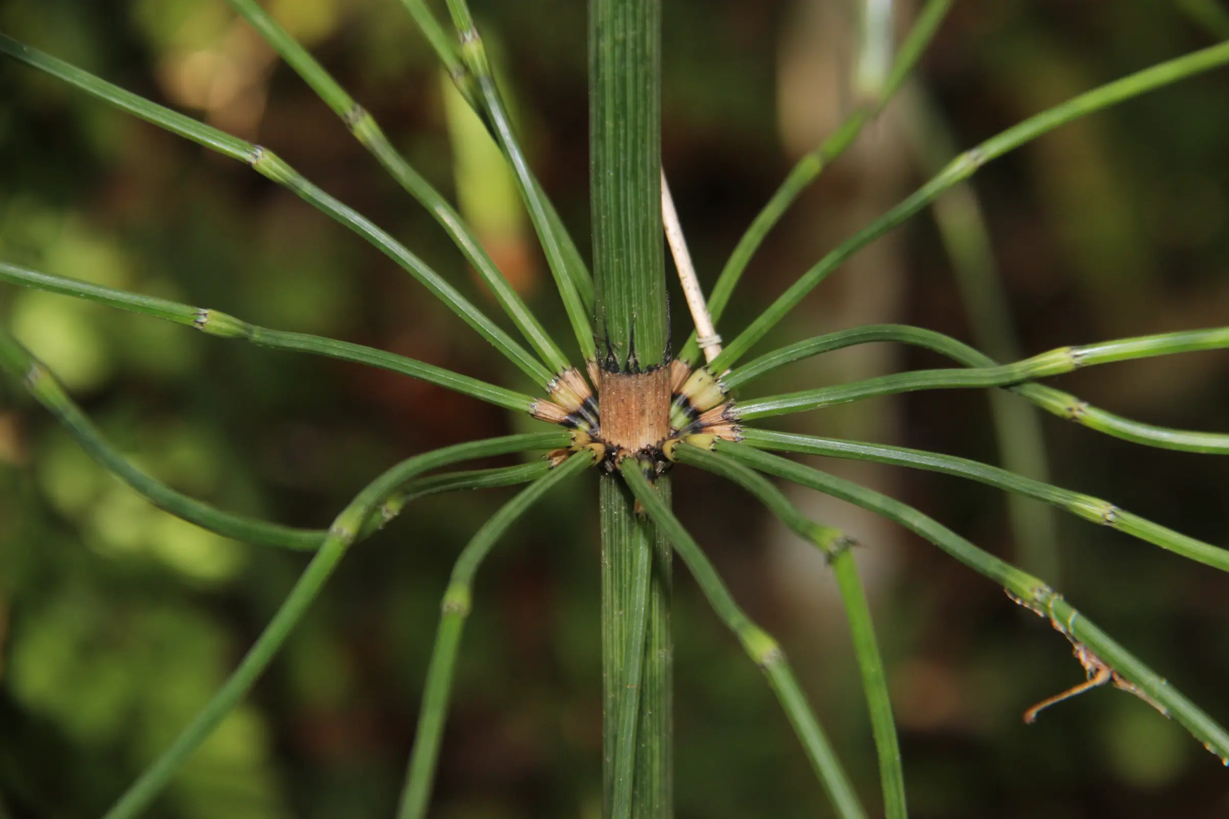 Equisetum giganteum L.