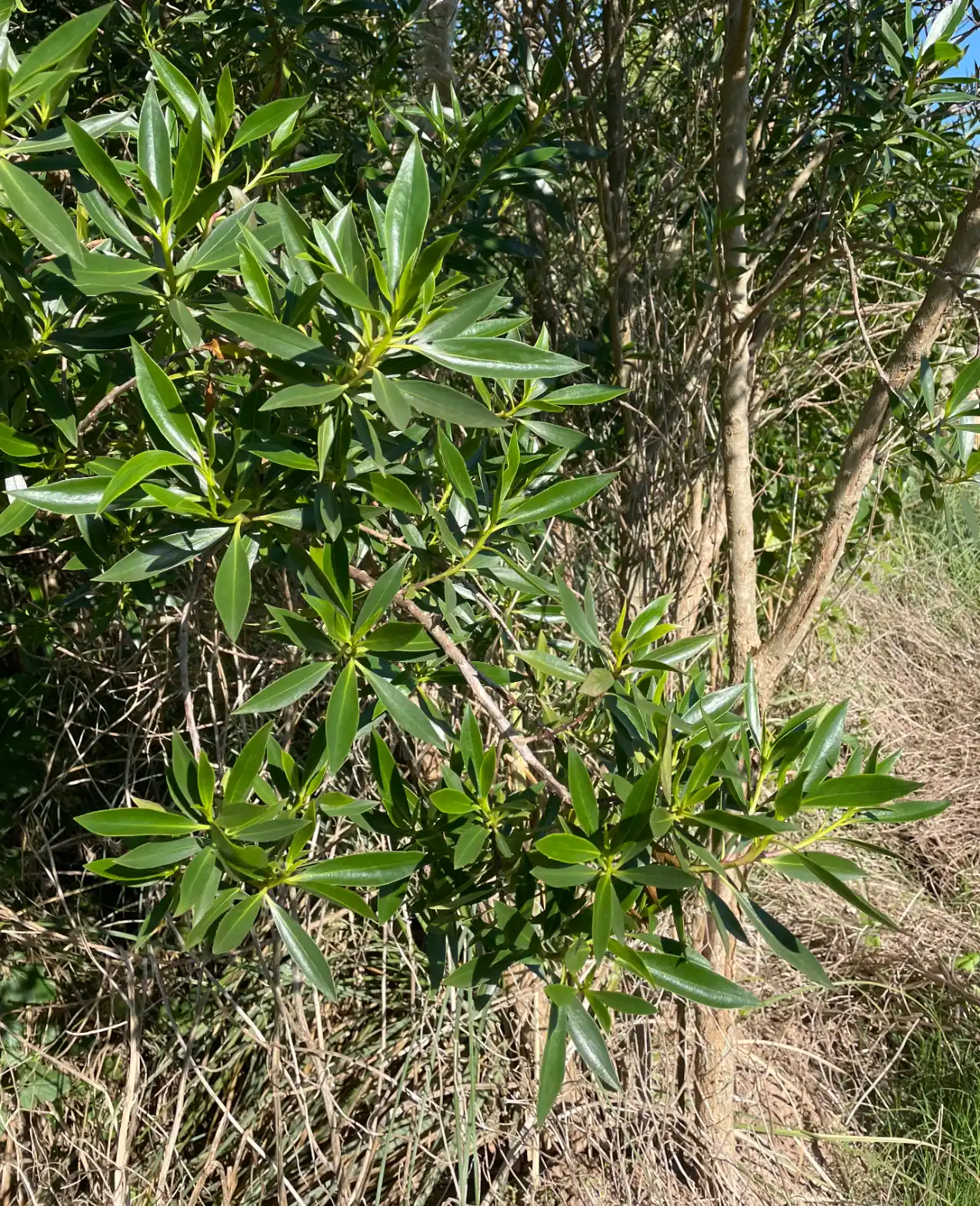 Myoporum laetum G.Forst.