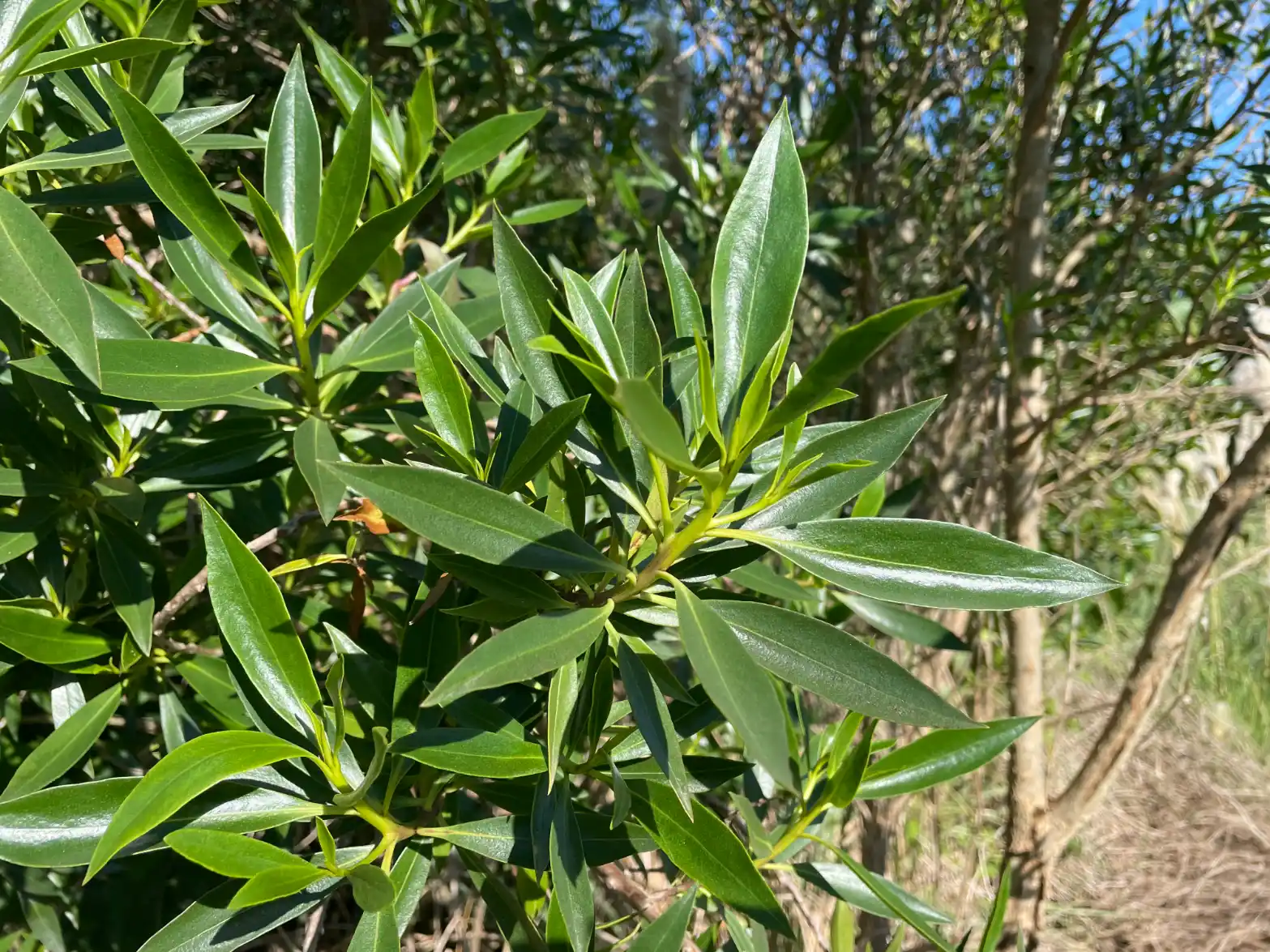 Myoporum laetum G.Forst.