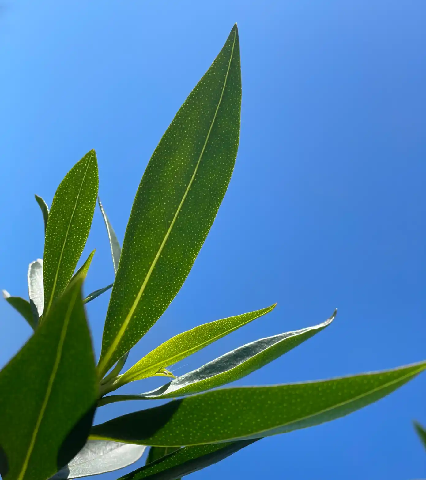 Myoporum laetum G.Forst.