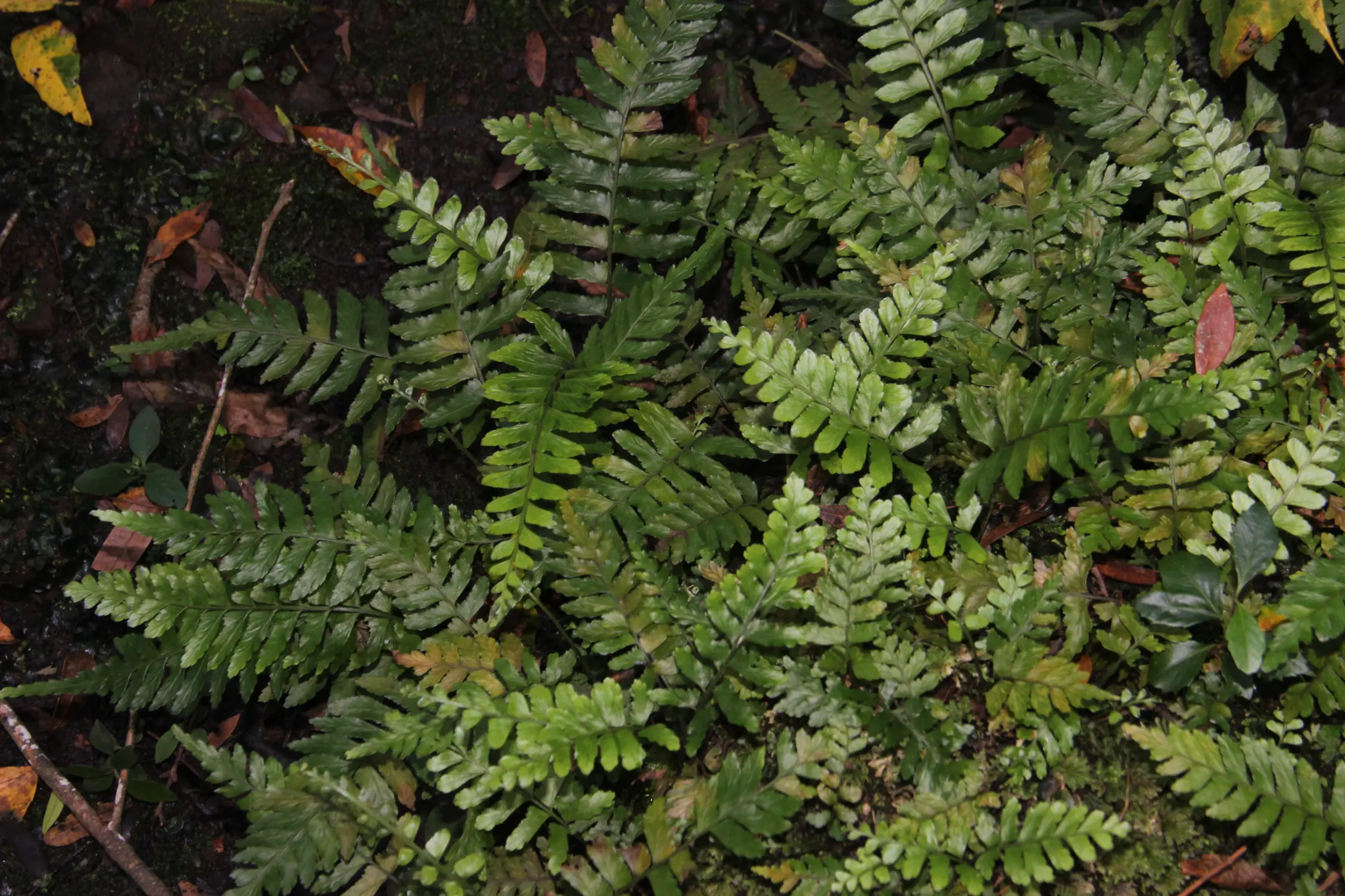 Asplenium inaequilaterale Willd.