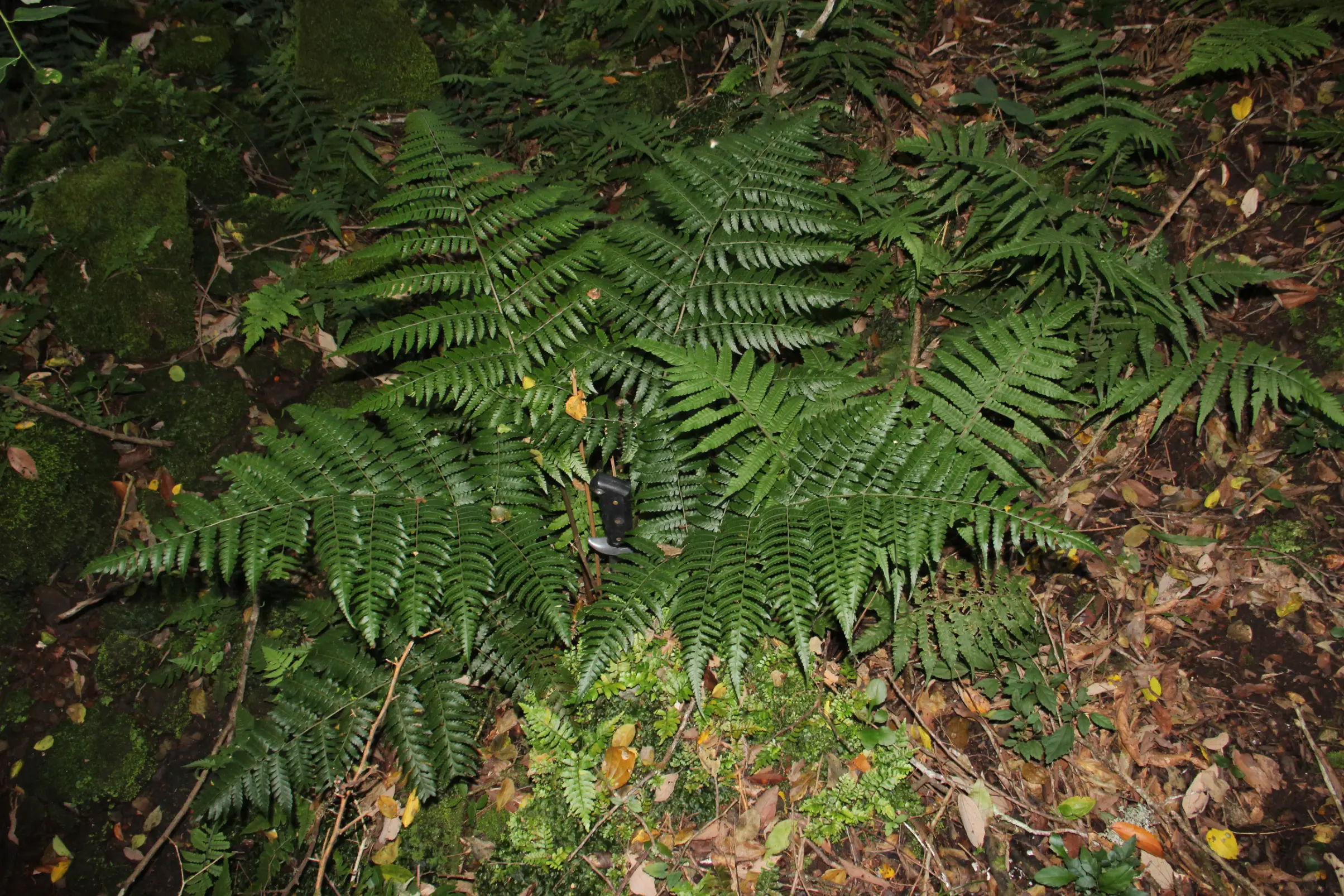 Megalastrum connexum (Kaulf.) A.R.Sm. & R.C.Moran