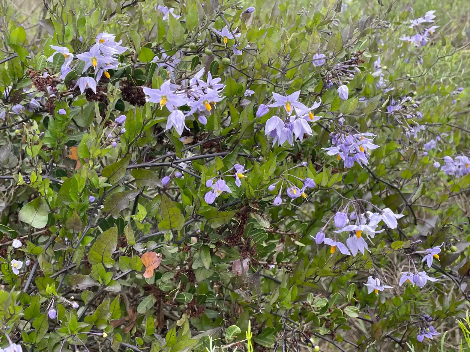 Solanum laxum Spreng.