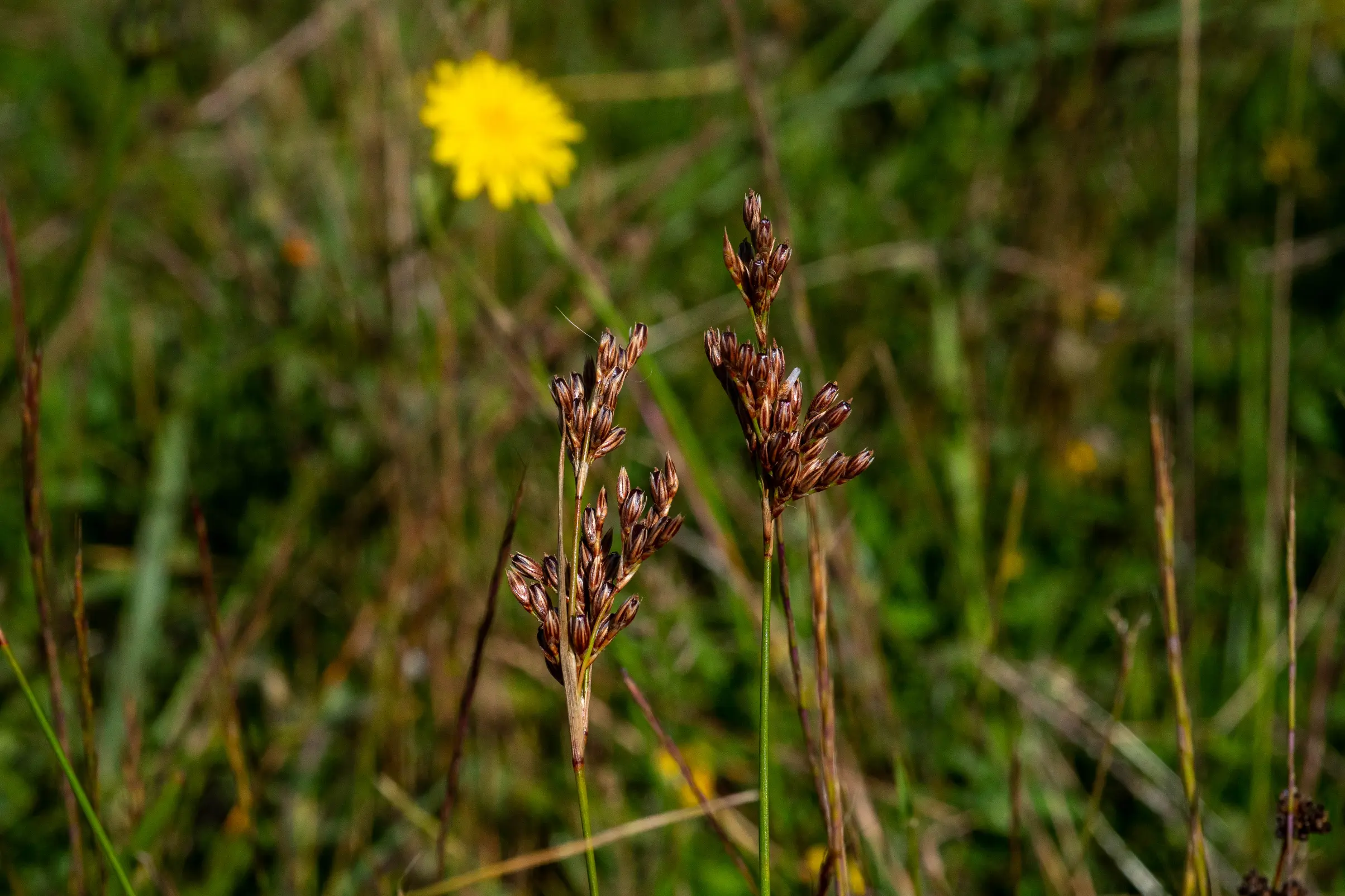 Juncus uruguensis Griseb.