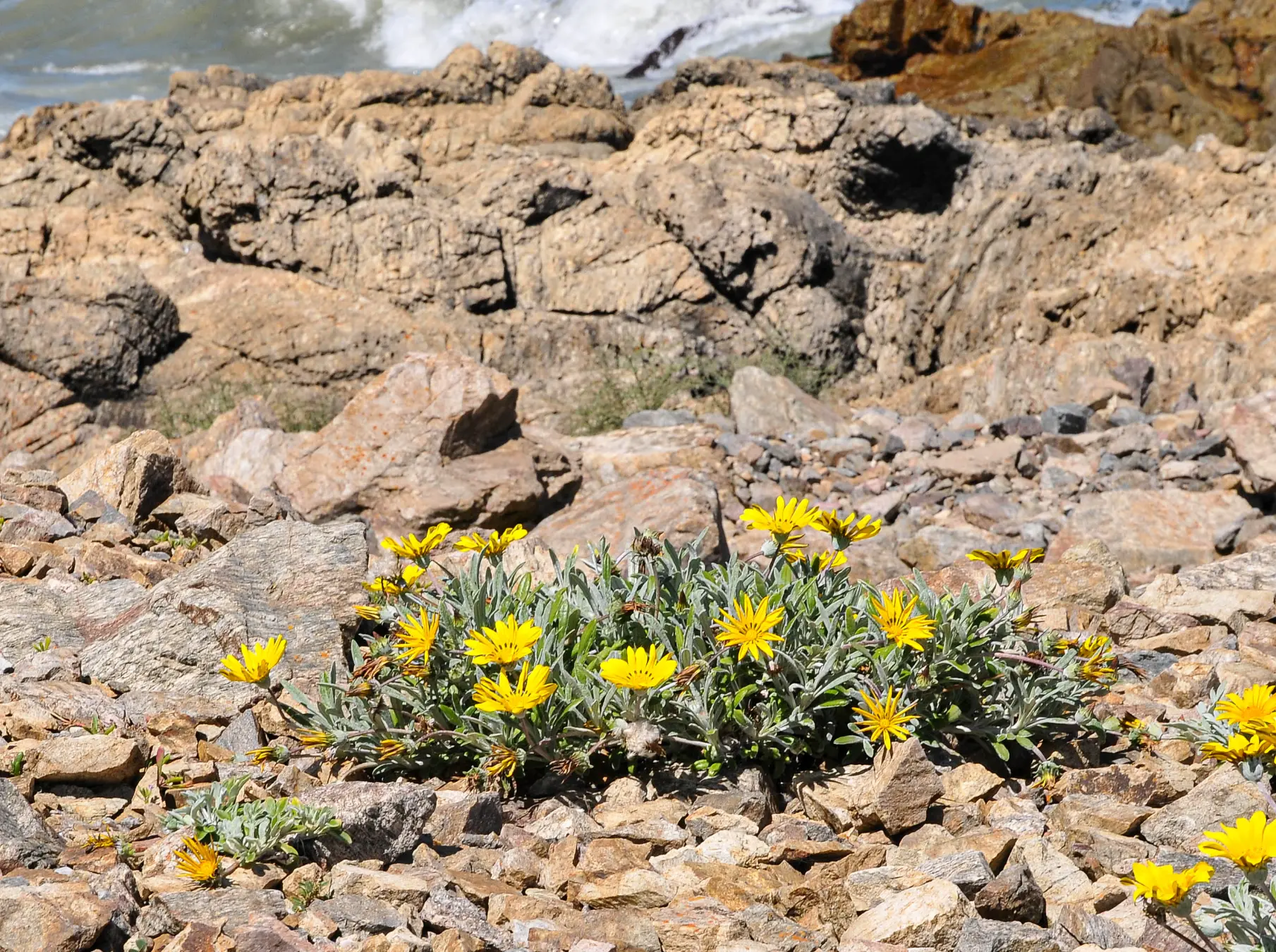 Gazania rigens (L.) Gaertn.