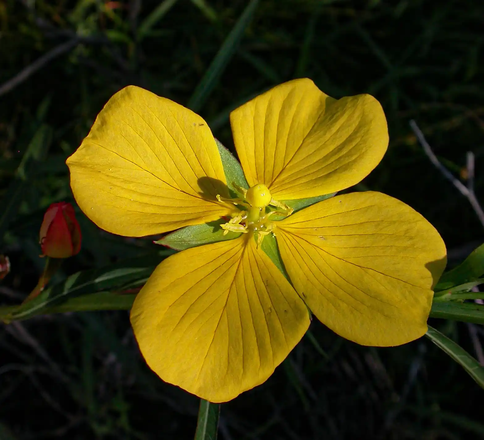 Ludwigia longifolia (DC.) H.Hara