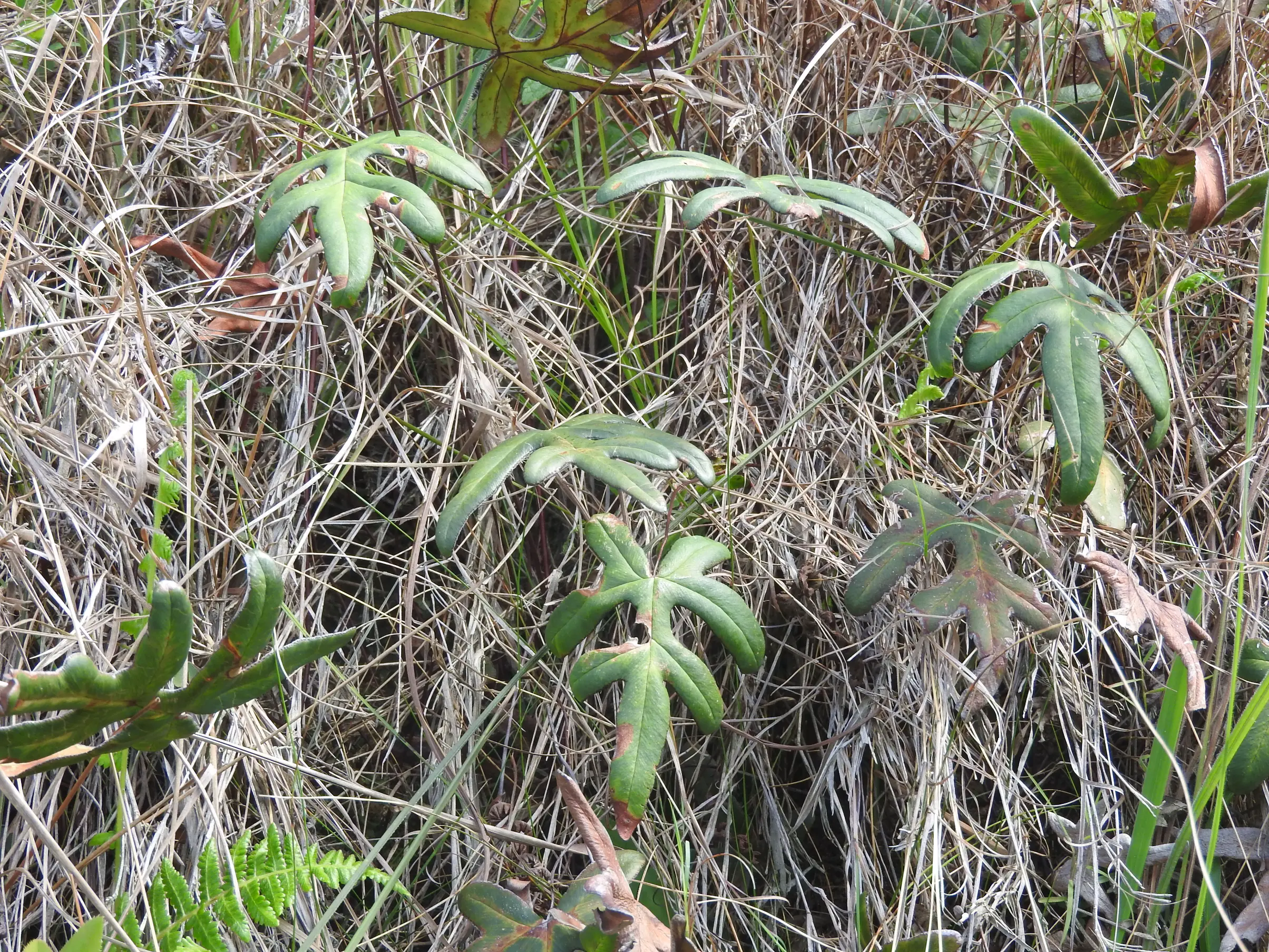 Lytoneuron lomariaceum (Klotzsch) Yesilyurt