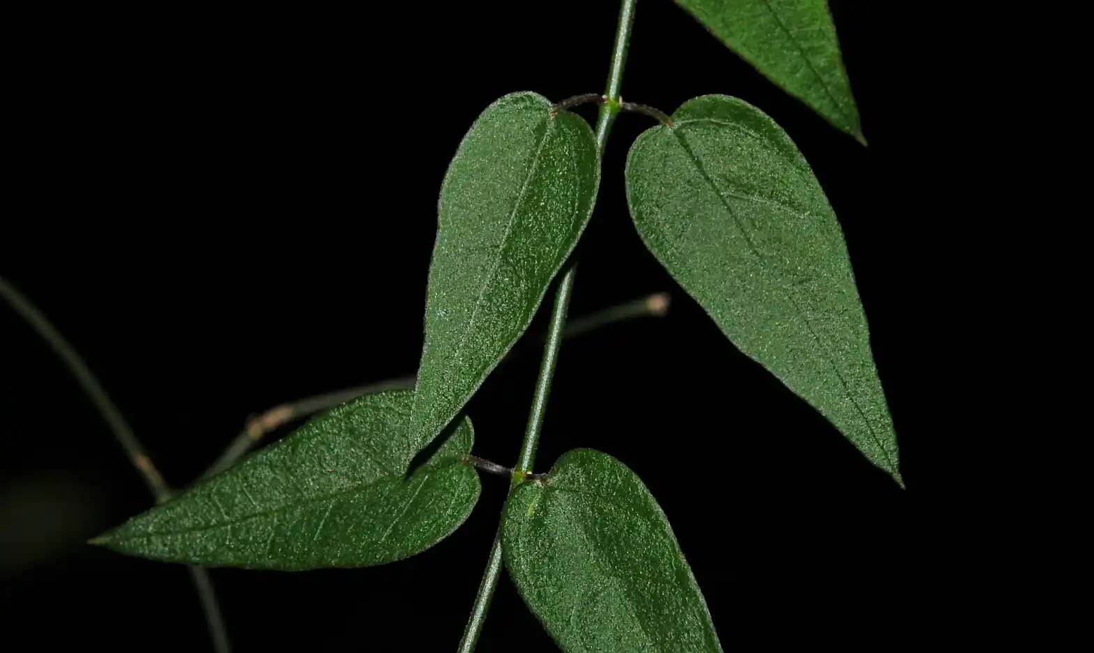 Orthosia virgata (Poir.) E.Fourn.