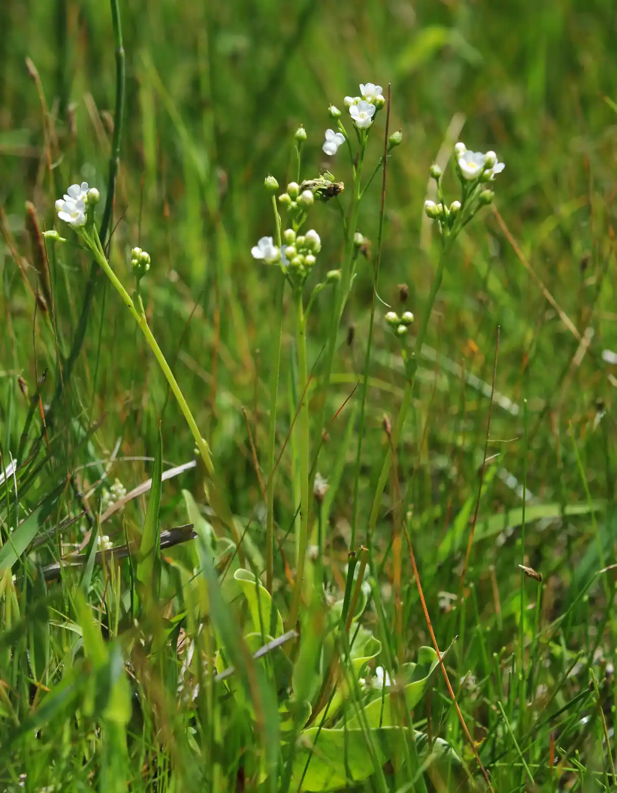 Samolus subnudicaulis A.St.-Hil. & Girard