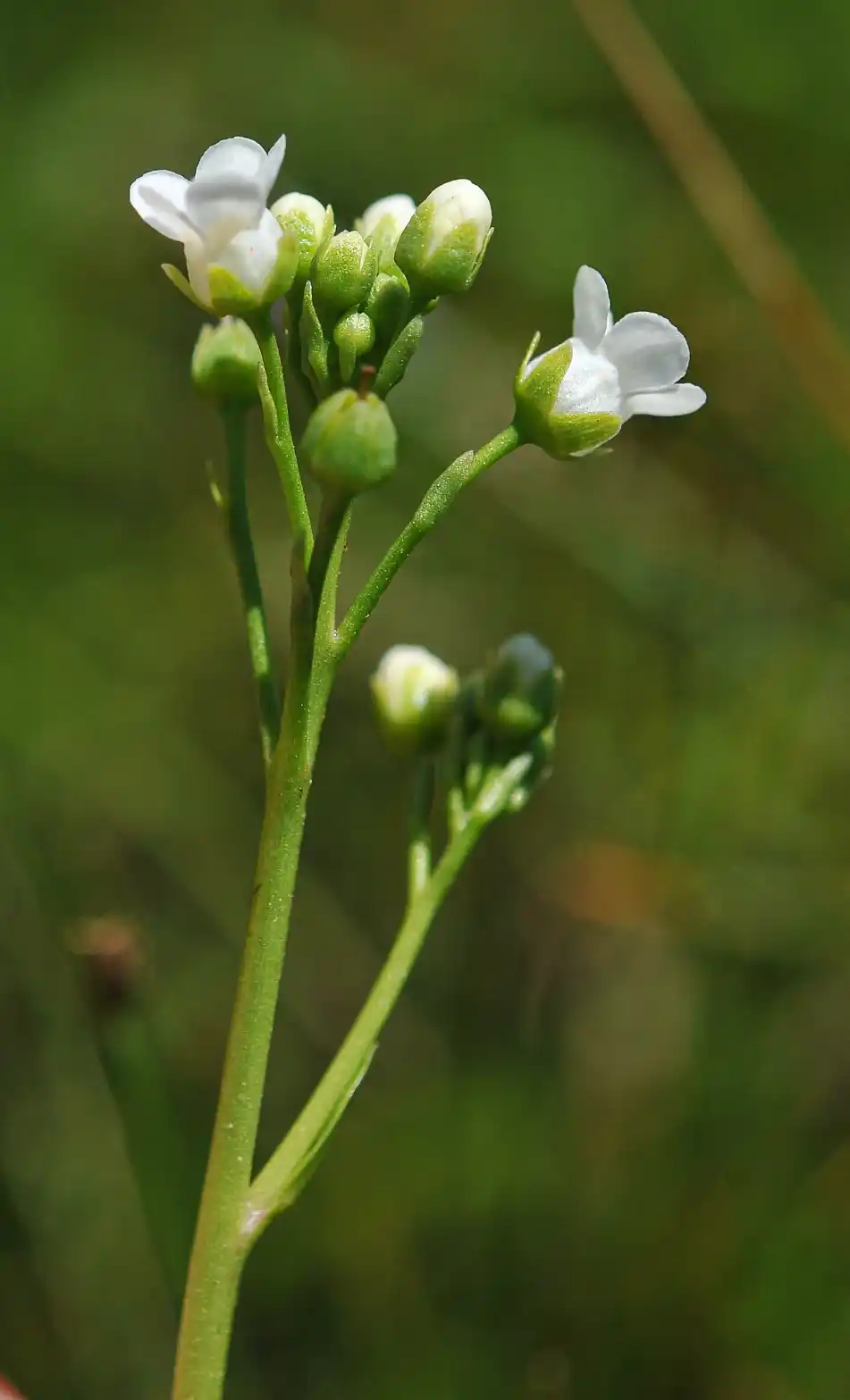 Samolus subnudicaulis A.St.-Hil. & Girard
