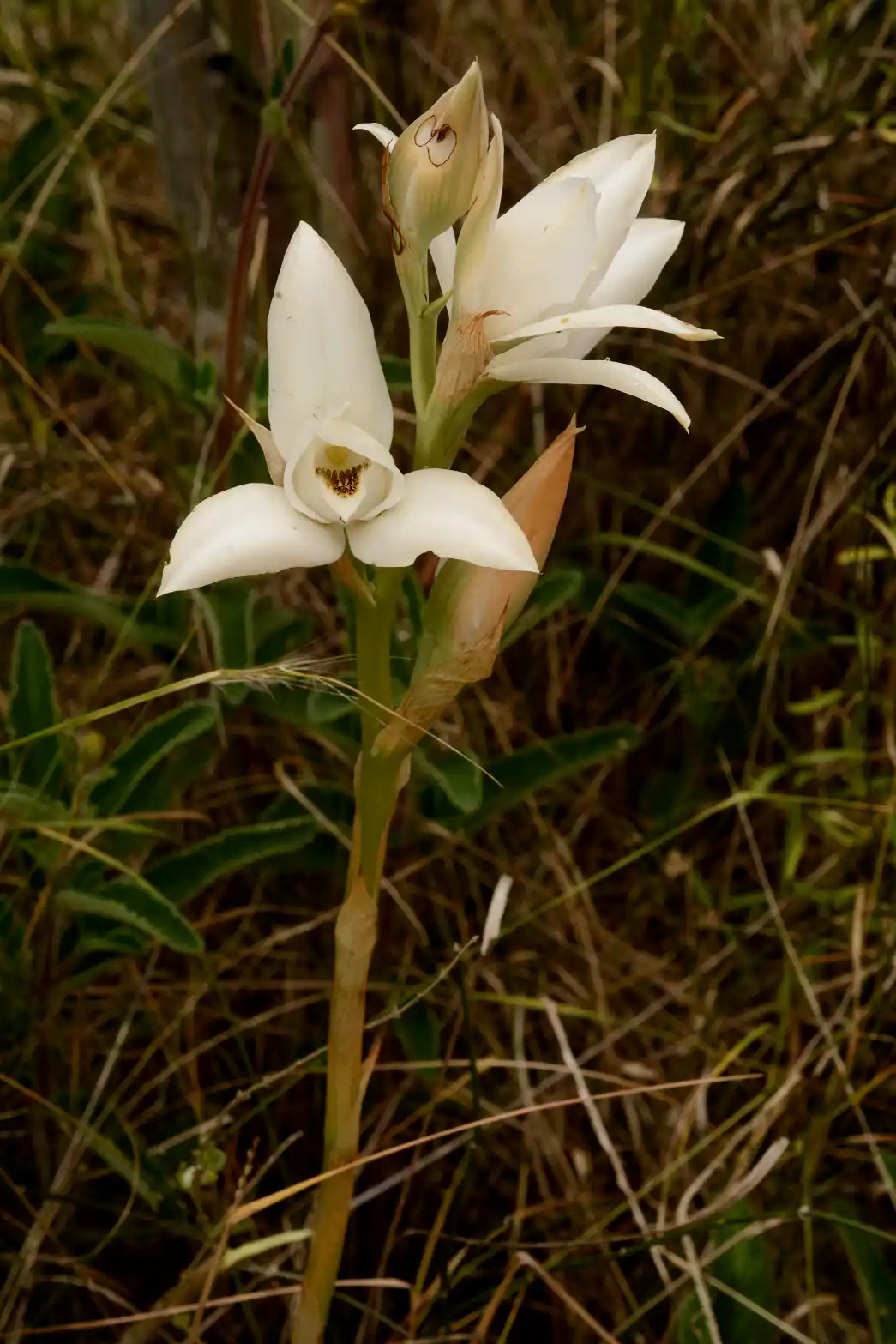 Chloraea bella Hauman