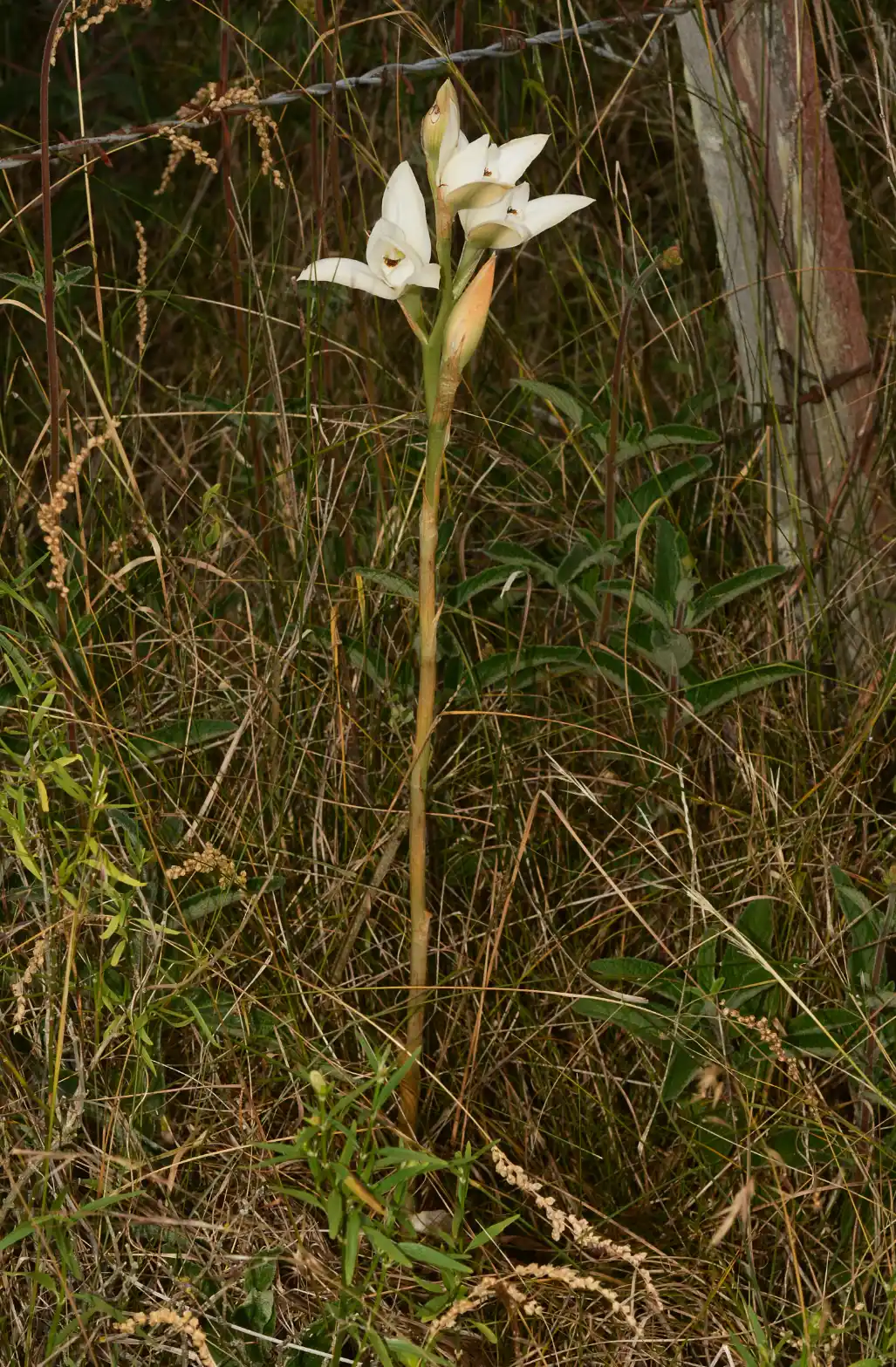 Chloraea bella Hauman
