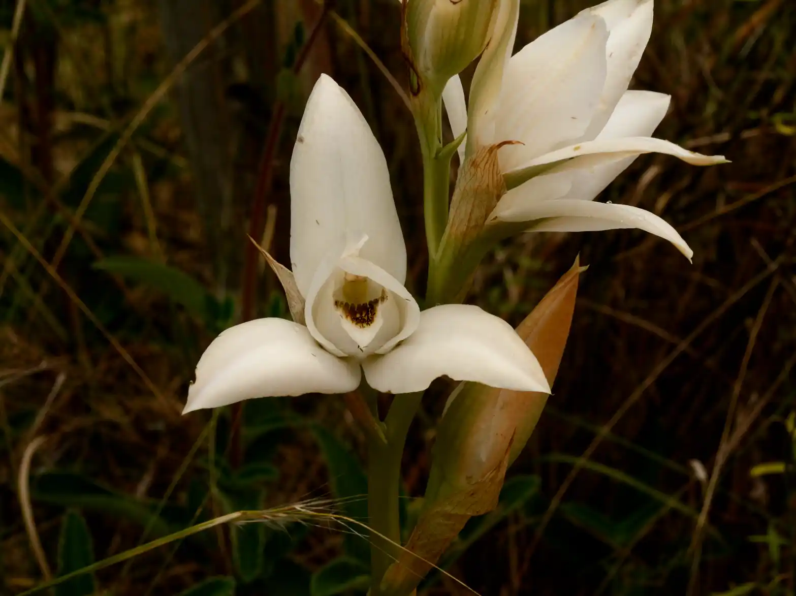 Chloraea bella Hauman