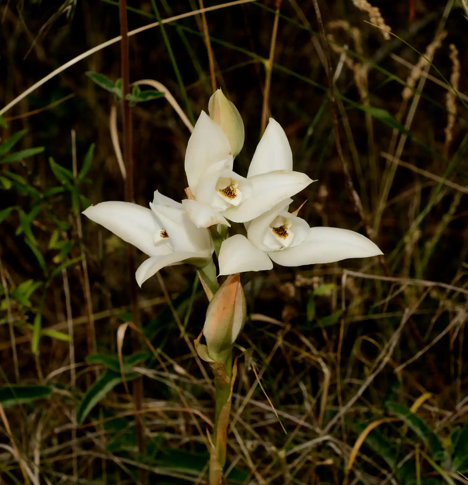 Chloraea bella Hauman