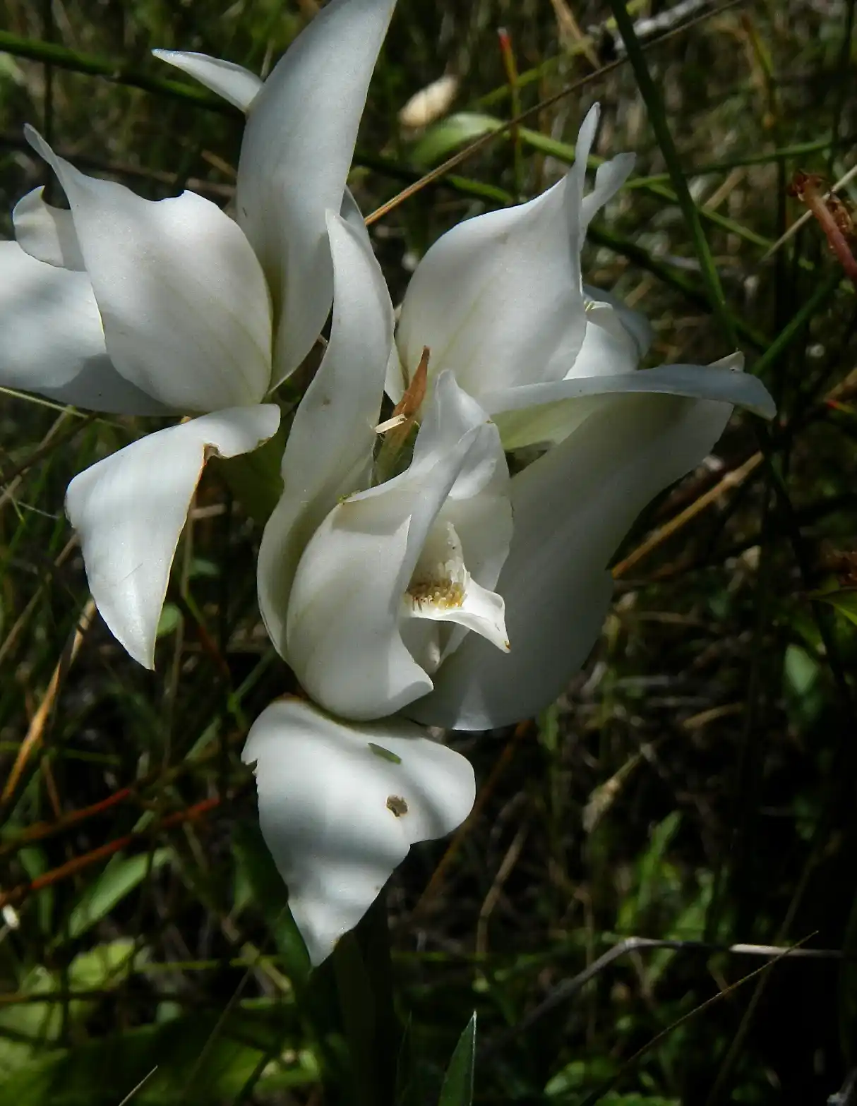 Chloraea bella Hauman