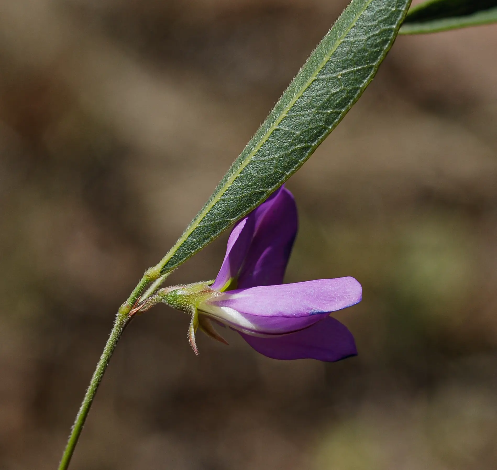 Nanogalactia heterophylla (Gillies ex Hook.) L.P.Queiroz