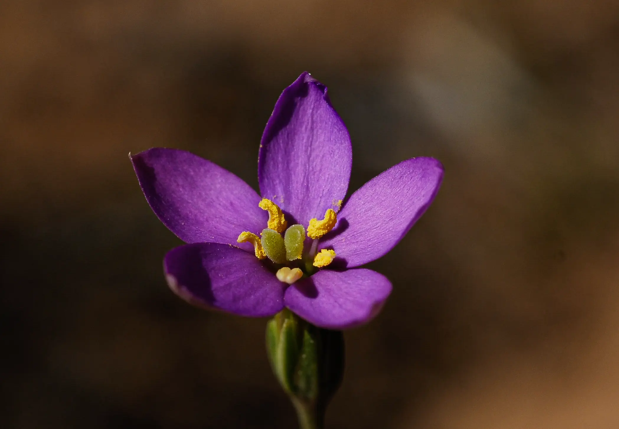 Zygostigma australe (Cham. & Schltdl.) Griseb.