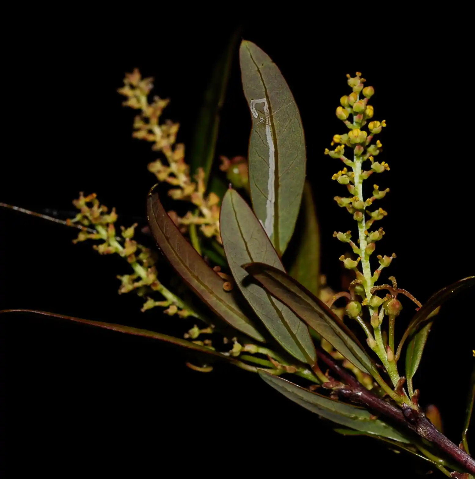 Gymnanthes schottiana Müll.Arg.
