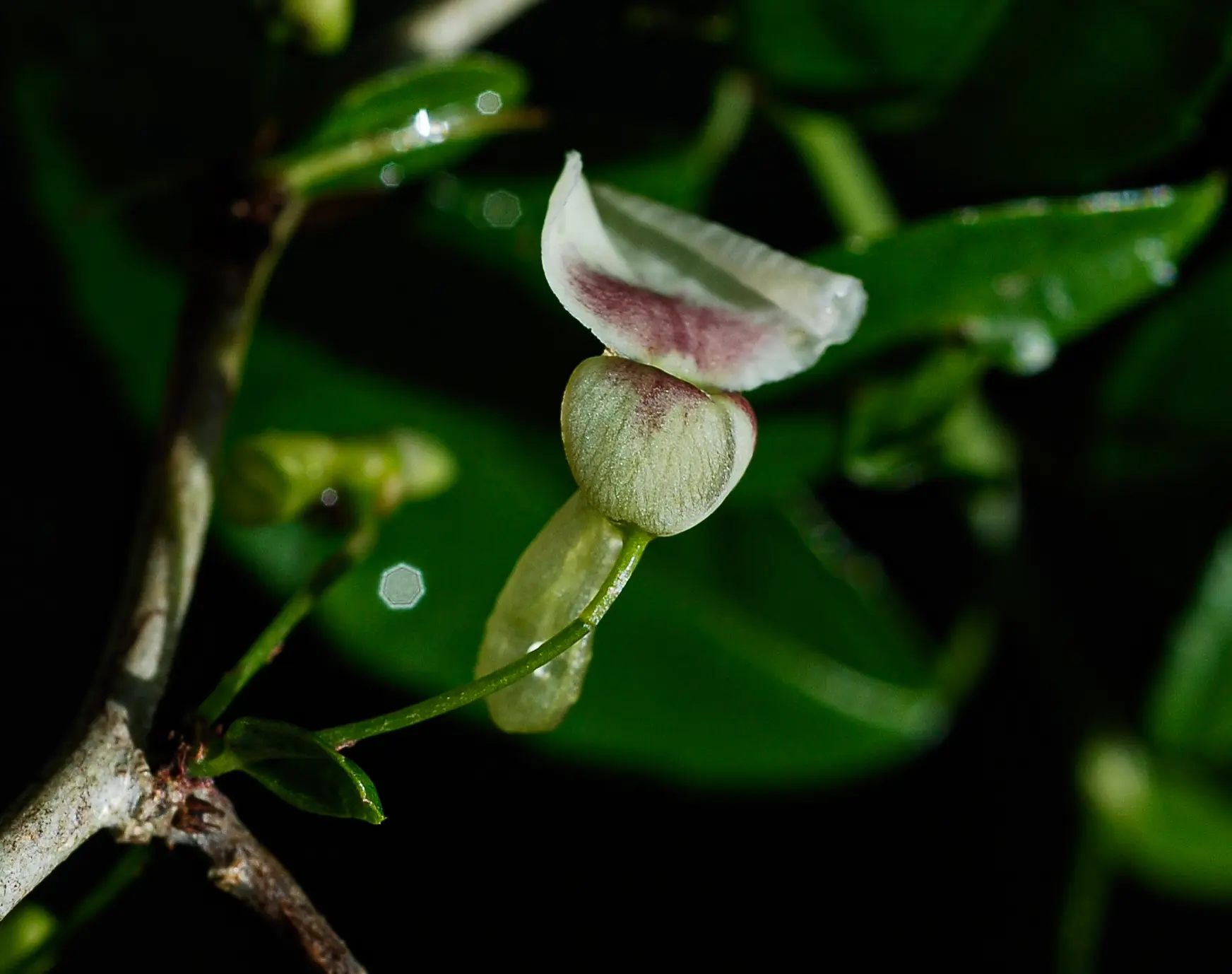 Anchietea pyrifolia (Mart.) G.Don