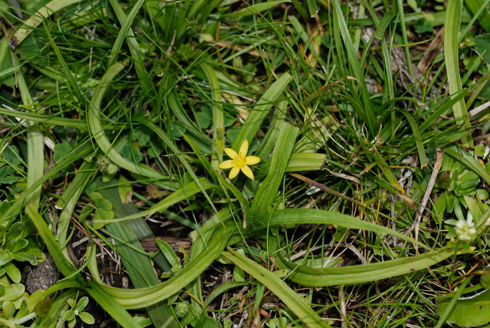 Hypoxis decumbens L.