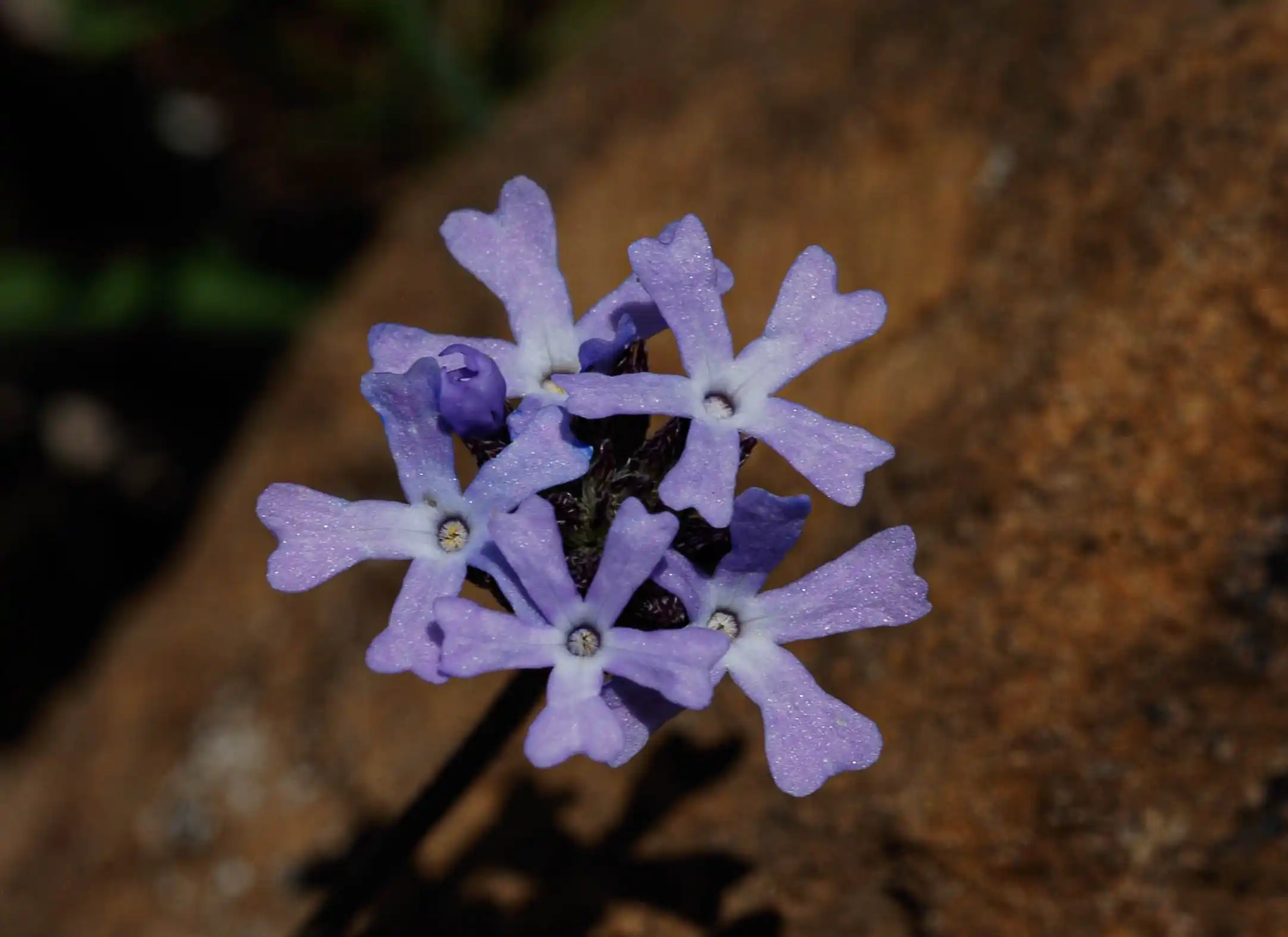 Glandularia thymoides (Cham.) N.O'Leary