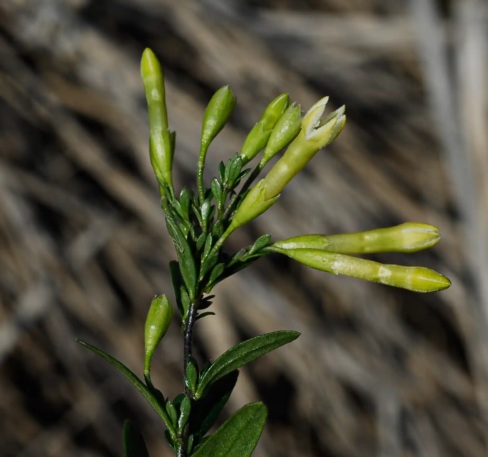 Sessea vestioides (Schltdl.) Hunz.
