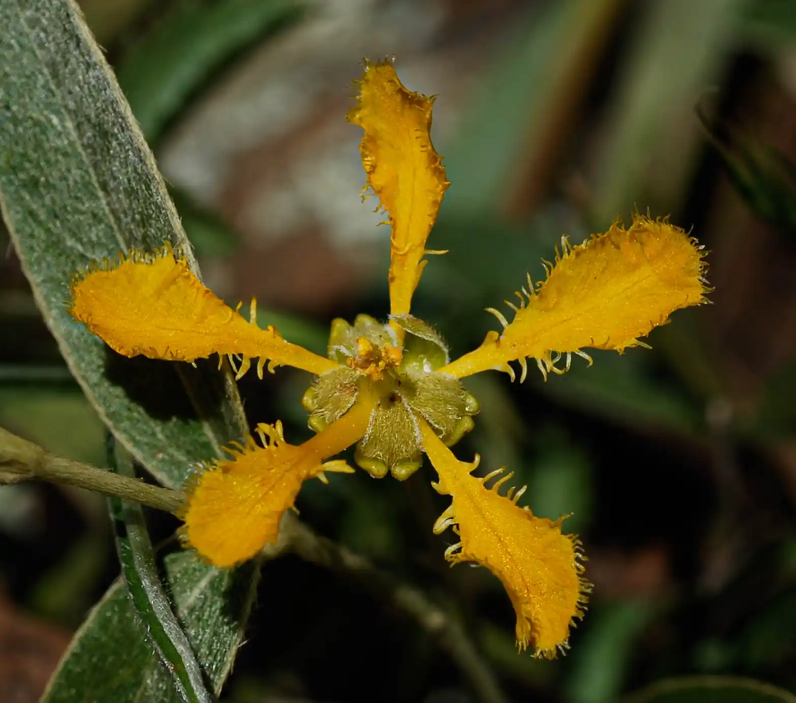 Mamedea pulchella (Griseb.) R.F.Almeida & M.Pell.