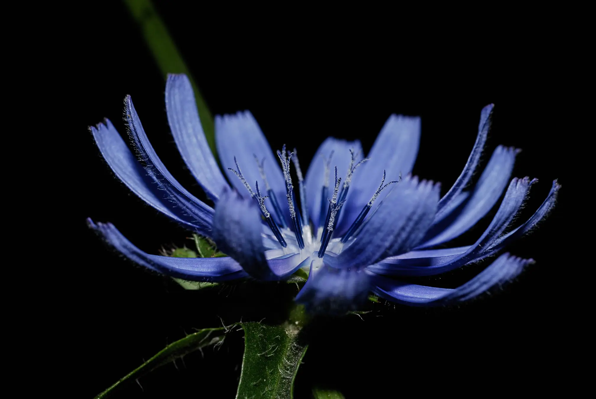 Cichorium intybus L.