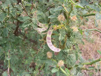 Mimosa ostenii Speg. ex Burkart