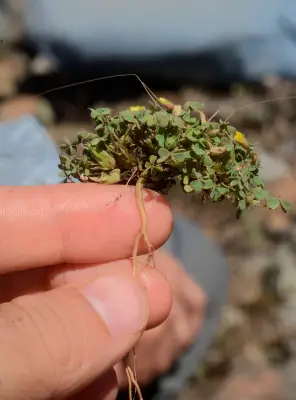 Oxalis conorrhiza Jacq.