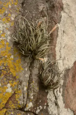 Tillandsia uruguayensis Rossado