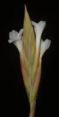 Tillandsia uruguayensis Rossado
