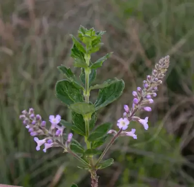 Aloysia chamaedryfolia Cham.