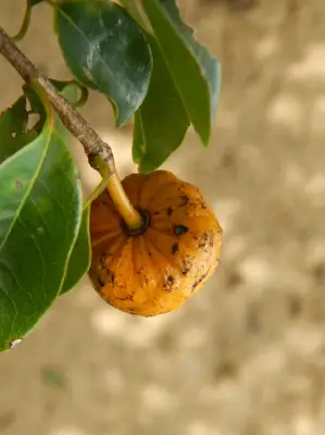 Annona emarginata (Schltdl.) H.Rainer
